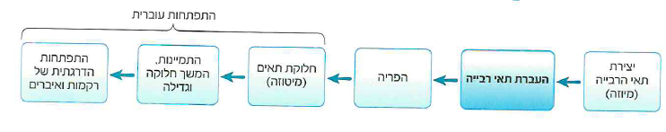(בספר איור)